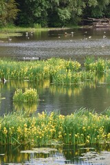 Scenic wetlands at the old rhine riverbanks at Bislich island, Germany