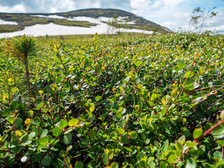 Arctic tundra overgrown with dwarf birch and pines.