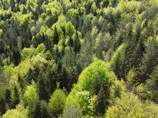 Mixed couniferous and deciduous trees forest. Many shades of green. Above drone shot on sunny day
