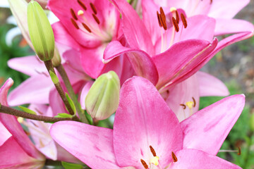 Fototapeta na wymiar pink magnolia flowers in spring