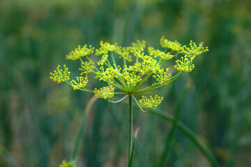 Close-up of a bright yellow umbel of dill on a blurry background of a green vegetable garden. Selective focus. Growing greens and herbs, healthy eating