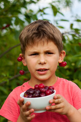 preschool boy picking and eating ripe red cherries from tree in home garden. closeup Portrait of happy child with plate of cherries in background of cherry orchard. summer harvest season.