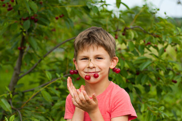 boy picking ripe red cherries from tree in garden. Portrait of happy child with cherries on ears and nose background of cherry orchard. summer harvest season.