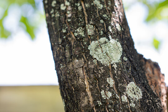 close up lichen on a mango tree, mango disease, bacteria on a mango tree