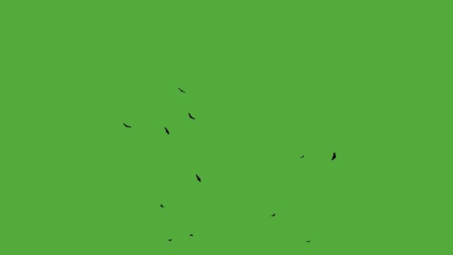 A flock of birds fly around in the sky animation. Greenscreen version for use in compositing or other animations.