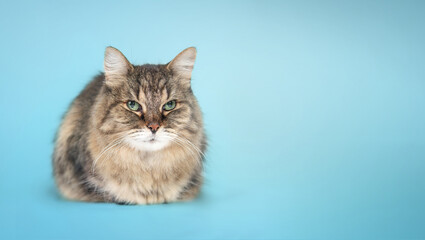 Relaxed tabby cat looking at camera on blue background. Front view cute fluffy kitty crouching or lying with legs tucked under body. 17 years old female long hair cat. Selective focus.