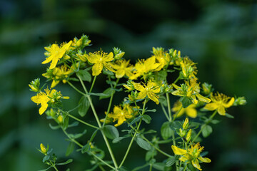 Yellow dotted St. John's wort flowers.