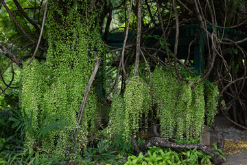 Dischidia is a creeper plant that is popular to decorate the garden. Because it grows fast and is easy to care