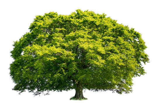 Big beech isolated