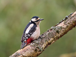 Obraz premium Great spotted woodpecker (Dendrocopos major)