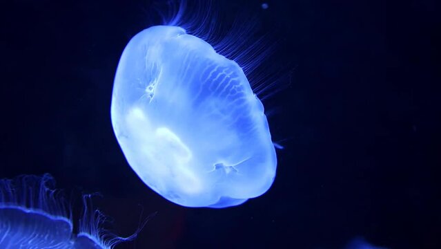 blue colored jellyfish drifting throught water