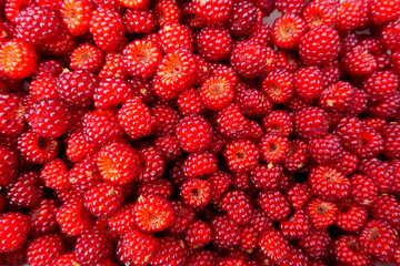Bowl full of freshly picked Wineberries (rubus phoenicolasius) also known as the Japanese raspberry
