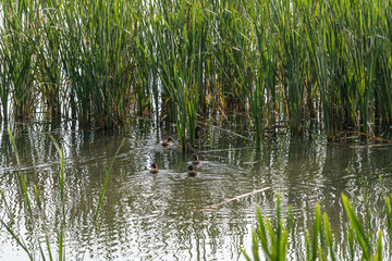 Obraz premium Mallard ducklings swimming by the reeds.