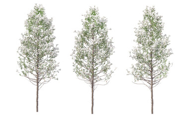 Obraz premium Snow on tree with transparent background