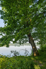 Big summer oak tree by the lake.
