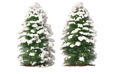 Snow on tree with transparent background