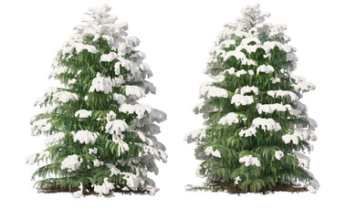Snow on tree with transparent background