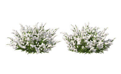 Snow on tree with transparent background