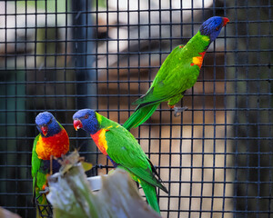 Rainbow Lorikeet is also known as the Green-naped Lorikeet