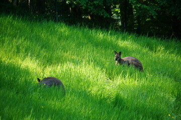 Wallabies in Gdansk zoo, Poland, June 2023