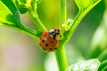 Ladybug Eating Aphid