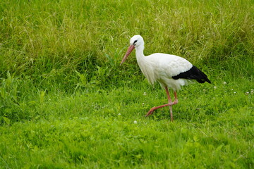 White stork on green leash meadows in Hanover (Ciconia ciconia) Ciconiidae family. Hanover, Germany, July 3, 2023.