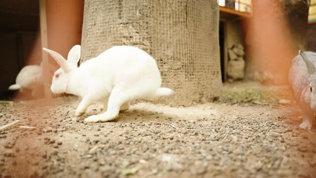 Rabbits in the enclosure run in circles, in slow motion.