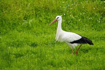 Fototapeta premium White stork on green leash meadows in Hanover (Ciconia ciconia) Ciconiidae family. Hanover, Germany, July 3, 2023.