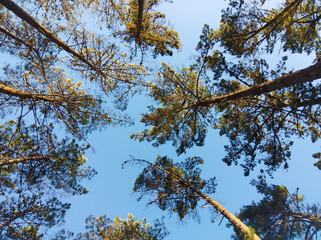Trees in the forest, bottom view, with thin trunks and green foliage, tree tops against the sky.
