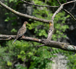 morning dove