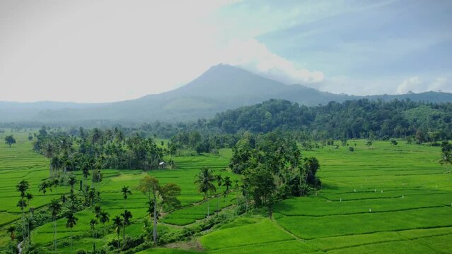 Aerial video A beautiful view of rice fields with the Seulawah Agam mountain in the background, in Aceh province, Indonesia.