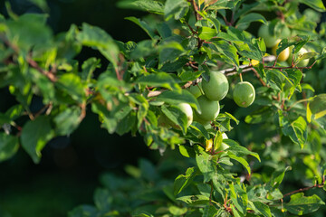 Green fruits of yellow plum.