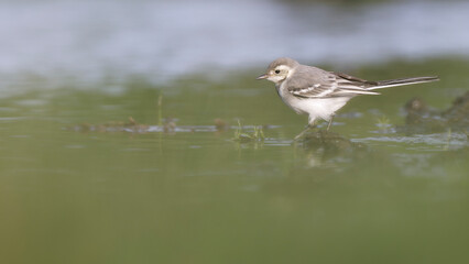 Smaal bird stay in shallow water