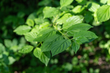 Fresh green leaves itch bloody.