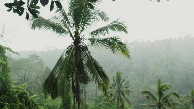 Rain and Fog. Jungle of palm trees in tropical Ubud, Bali, Indonesia. Evening winter forest, Cloudy, dark, rainy, View of the jungle at night and clouds in the sky. 