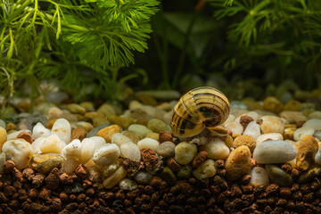 A snail crawls on stones under the surface.