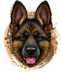 A German Shepherd puppy. Color, graphic portrait of a shepherd puppy's head in watercolor style on a white background. Digital vector graphics.