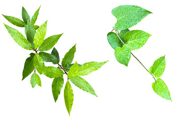 雨上がりの雨粒のついたみずみずしい葉の切抜き	
