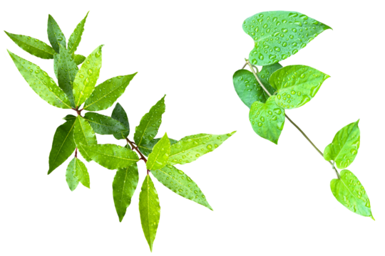 雨上がりの雨粒のついたみずみずしい葉の切抜き	
