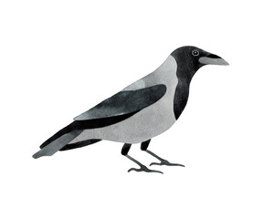 Hand painted watercolor illustration of Crow city bird. Isolated on white background
