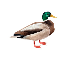 Hand painted watercolor illustration of Duck bird. Isolated on white background
