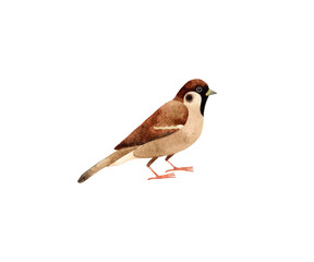 Hand painted watercolor illustration of Sparrow city bird. Isolated on transparent background
