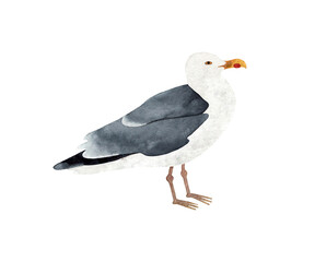 Hand painted watercolor illustration of a Seagull bird. Isolated on transparent background