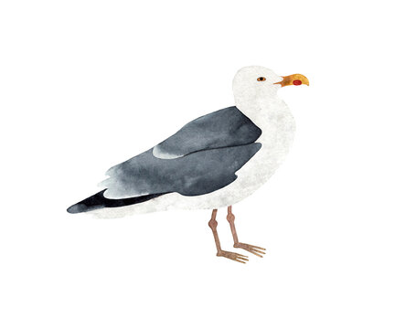 recommend clip art: Hand painted watercolor illustration of a Seagull bird. Isolated on transparent background