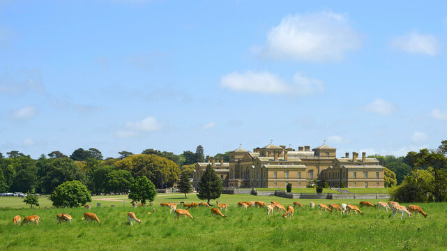 Holkham Hall Deer