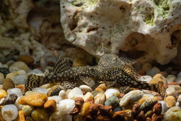 Crustacean fish on the bottom near the tablet.