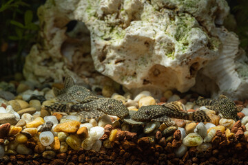 Crustacean fish on the bottom near the tablet.