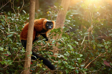 Lemur in its natural habitat: an attractive red colored primate, Red Ruffed Lemur, Varecia rubra on a branch in a native rainforest, eye contact, traveling Masoala, Madagascar.