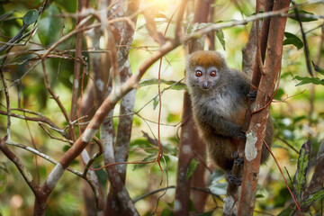 emurs protection: Eastern lesser or Grey Bamboo Lemur, Hapalemur griseus, vulnerable lemur on branch against rays of sun in rainforest of Ranomafana National Park, Madagascar.  © Martin Mecnarowski