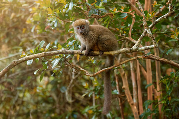 Fototapeta premium Lemurs photography concept: Eastern lesser or Grey Bamboo Lemur, Hapalemur griseus, vulnerable lemur on branch in genuine rainforest of Ranomafana National Park, Madagascar, Africa. 